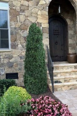 Shadow Sentry Pyramidal Boxwood - 3 Gallon Pot -Foxtail Plant Shop Boxwood Shadow Sentry 3