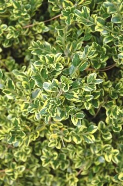 Sunburst Variegated Korean Boxwood - 1 Gallon Pot 11 Sunburst Variegated Korean Boxwood - 1 Gallon Pot -Foxtail Plant Shop Boxwood Sunburst 2