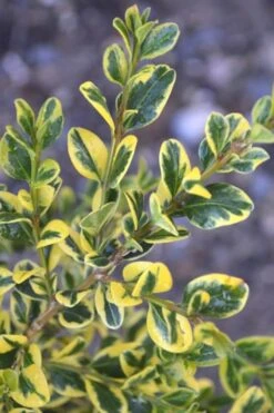 Sunburst Variegated Korean Boxwood - 1 Gallon Pot 12 Sunburst Variegated Korean Boxwood - 1 Gallon Pot -Foxtail Plant Shop Boxwood Sunburst