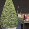Variegated Boxwood Cone Topiary (Buxus Sempervirens 'Variegata') - 5 Gallon Pot -Foxtail Plant Shop Boxwood Variegated Cone 10 1