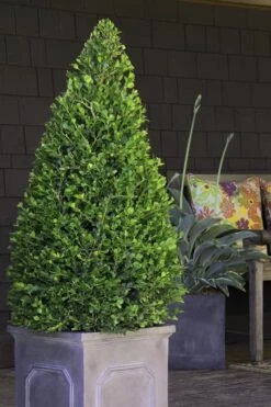 Wintergreen Boxwood - 1 Gallon Pot -Foxtail Plant Shop Boxwood Wintergreen 11 1