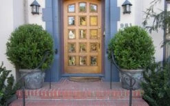 Wintergreen Boxwood - 3 Gallon Pot -Foxtail Plant Shop Boxwood Wintergreen 12 2