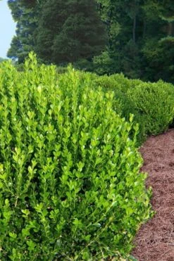 Wintergreen Boxwood - 3 Gallon Pot -Foxtail Plant Shop Boxwood Wintergreen 500x750 3