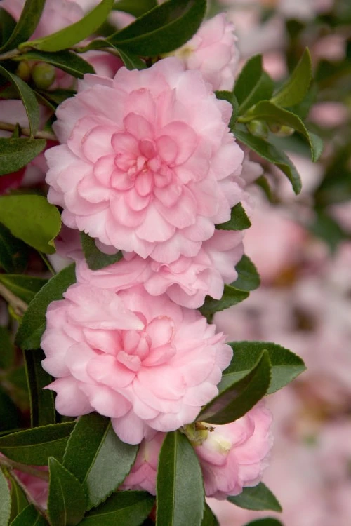 October Magic Pink Perplexion Camellia - 7 Gallon Pot (1-2') 1 October Magic Pink Perplexion Camellia - 7 Gallon Pot (1-2')