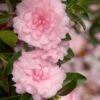 October Magic Pink Perplexion Camellia - 3 Gallon Pot -Foxtail Plant Shop Caellia Pink Perplexion 500x750 4