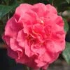 Ack-Scent Fragrant Pink Camellia Japonica - 1 Gallon Pot -Foxtail Plant Shop Camellia Ack Scent JW 1