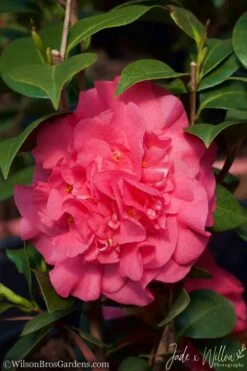 Ack-Scent Fragrant Pink Camellia Japonica - 3 Gallon Pot -Foxtail Plant Shop Camellia Ack Scent JW 2 1