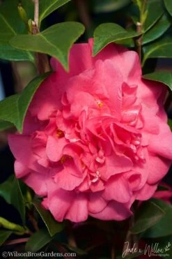 Ack-Scent Fragrant Pink Camellia Japonica - 1 Gallon Pot -Foxtail Plant Shop Camellia Ack Scent JW 3