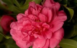 Alabama Beauty Camellia Sasanqua - 3 Gallon Pot -Foxtail Plant Shop Camellia Alabama Beauty 50