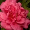 Alabama Beauty Camellia Sasanqua - 3 Gallon Pot -Foxtail Plant Shop Camellia Alabama Beauty 500x750 1