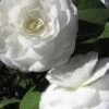 Alba Plena Camellia Japonica - 3 Gallon Pot -Foxtail Plant Shop Camellia Alba Plena 500x750 2