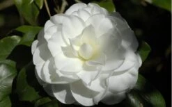 Alba Plena Camellia Japonica - 7 Gallon Pot (3-4') -Foxtail Plant Shop Camellia Alba Plena Flower Closeup 2