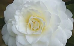 Alba Plena Camellia Japonica - 7 Gallon Pot (3-4') -Foxtail Plant Shop Camellia Alba Plena Flower Closeup