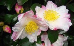 Apple Blossom Camellia Sasanqua - 3 Gallon Pot 10 Apple Blossom Camellia Sasanqua - 3 Gallon Pot -Foxtail Plant Shop Camellia Apple Blossom 1 1