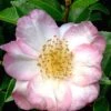 Apple Blossom Camellia Sasanqua - 3 Gallon Pot -Foxtail Plant Shop Camellia Apple Blossom 11 1