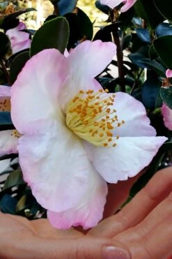 Apple Blossom Camellia Sasanqua - 3 Gallon Pot 9 Apple Blossom Camellia Sasanqua - 3 Gallon Pot -Foxtail Plant Shop Camellia Apple Blossom 6 1