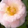 April Blush Cold Hardy Pink Camellia - 3 Gallon Pot -Foxtail Plant Shop Camellia April Blush 2