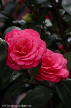 April Dawn Cold Hardy Camellia Japonica - 7 Gallon Pot -Foxtail Plant Shop Camellia April Dawn 20 2