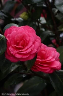 April Dawn Cold Hardy Camellia Japonica - 3 Gallon Pot -Foxtail Plant Shop Camellia April Dawn 20 4