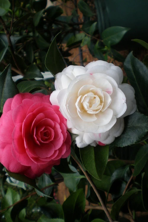 April Dawn Cold Hardy Camellia Japonica - 2.5 Gallon Pot 4 April Dawn Cold Hardy Camellia Japonica - 2.5 Gallon Pot - Image 4