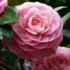 April Pink Cold Hardy Camellia Japonica - 1 Gallon Pot -Foxtail Plant Shop Camellia April Pink 1