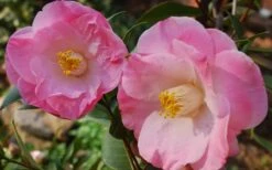 April Remembered Cold Hardy Pink Camellia Japonica - 3 Gallon Pot -Foxtail Plant Shop Camellia April Remembered 1