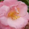 April Remembered Cold Hardy Pink Camellia Japonica - 1 Gallon Pot -Foxtail Plant Shop Camellia April Remembered 1 500x750 3