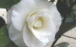 April Snow Camellia Japonica - 1 Gallon Pot -Foxtail Plant Shop Camellia April Snow 1