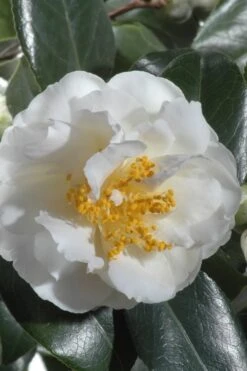 April Snow Camellia Japonica - 1 Gallon Pot -Foxtail Plant Shop Camellia April Snow 13
