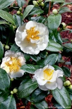 April Snow Camellia Japonica - 3 Gallon Pot -Foxtail Plant Shop Camellia April Snow 14 1