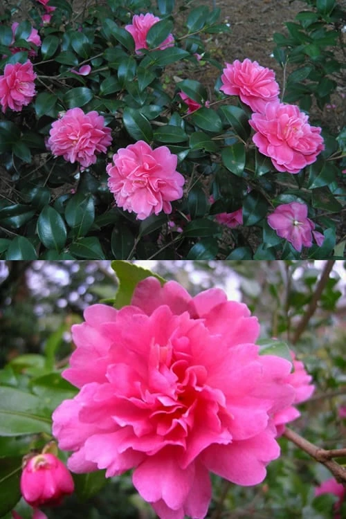 Autumn Spirit Camellia - Hybrid - 3 Gallon Pot 4 Autumn Spirit Camellia - Hybrid - 3 Gallon Pot - Image 4