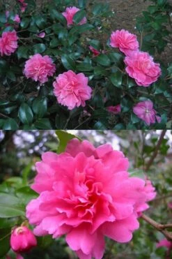 Autumn Spirit Camellia - Hybrid - 1 Gallon Pot -Foxtail Plant Shop Camellia April Spirit 3