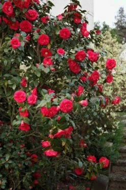 April Tryst Camellia Japonica - 7 Gallon Pot (3-4') -Foxtail Plant Shop Camellia April Tryst 2