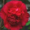 April Tryst Camellia Japonica - 1 Gallon Pot -Foxtail Plant Shop Camellia April Tryst 21 1