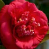 April Tryst Camellia Japonica - 7 Gallon Pot (4-5') -Foxtail Plant Shop Camellia April Tryst 3 2