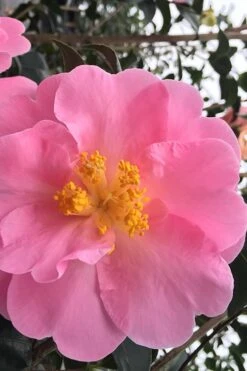 Arctic Dawn Cold Hardy Pink Camellia Hybrid - 1 Gallon Pot -Foxtail Plant Shop Camellia Arctic Dawn 1