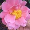 Arctic Dawn Cold Hardy Pink Camellia Hybrid - 3 Gallon Pot -Foxtail Plant Shop Camellia Arctic Dawn 22 1