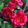 Bella Rouge Camellia Sasanqua | 1 Gallon Pot -Foxtail Plant Shop Camellia Bella Rouge 10 2