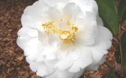 Bessie Battle Camellia Japonica - 3 Gallon Pot -Foxtail Plant Shop Camellia Bessie Battle 1
