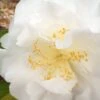 Bessie Battle Camellia Japonica - 3 Gallon Pot -Foxtail Plant Shop Camellia Bessie Battle 1 500x750 1