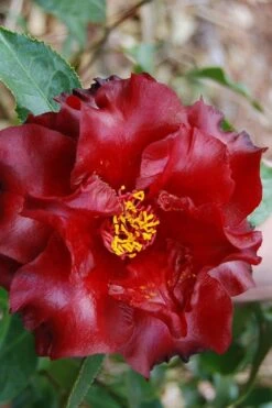 Black Magic Camellia Japonica - 1 Gallon Pot -Foxtail Plant Shop Camellia Black Magic 2 3