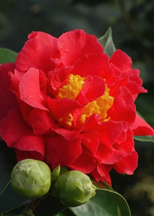 Blood Of China Fragrant Red Camellia Japonica - 7 Gallon Pot 1 Blood Of China Fragrant Red Camellia Japonica - 7 Gallon Pot