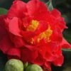 Blood Of China Fragrant Red Camellia Japonica - 1 Gallon Pot -Foxtail Plant Shop Camellia Blood Of China 1 2