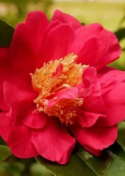 Blood Of China Fragrant Red Camellia Japonica - 3 Gallon Pot 7 Blood Of China Fragrant Red Camellia Japonica - 3 Gallon Pot -Foxtail Plant Shop Camellia Blood Of China 3