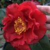 Bob Hope Camellia Japonica - 3 Gallon Pot -Foxtail Plant Shop Camellia Bob Hope 1