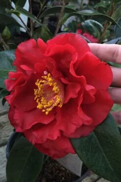 Bob Hope Camellia Japonica - 3 Gallon Pot