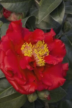 Bob Hope Camellia Japonica - 3 Gallon Pot -Foxtail Plant Shop Camellia Bob Hope 5