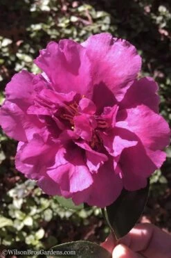 Bonanza Purple Camellia Sasanqua - 3 Gallon Pot -Foxtail Plant Shop Camellia Bonanza 102 1