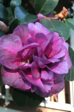 Bonanza Purple Camellia Sasanqua - 3 Gallon Pot -Foxtail Plant Shop Camellia Bonanza Purple 4 1