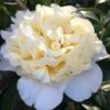 Brushfield Yellow Camellia Japonica - 1 Gallon Pot -Foxtail Plant Shop Camellia Brushfield Yellow 11